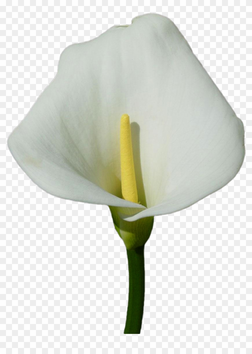 Calla Lily Clipart Transparent - Clip Art #1204591