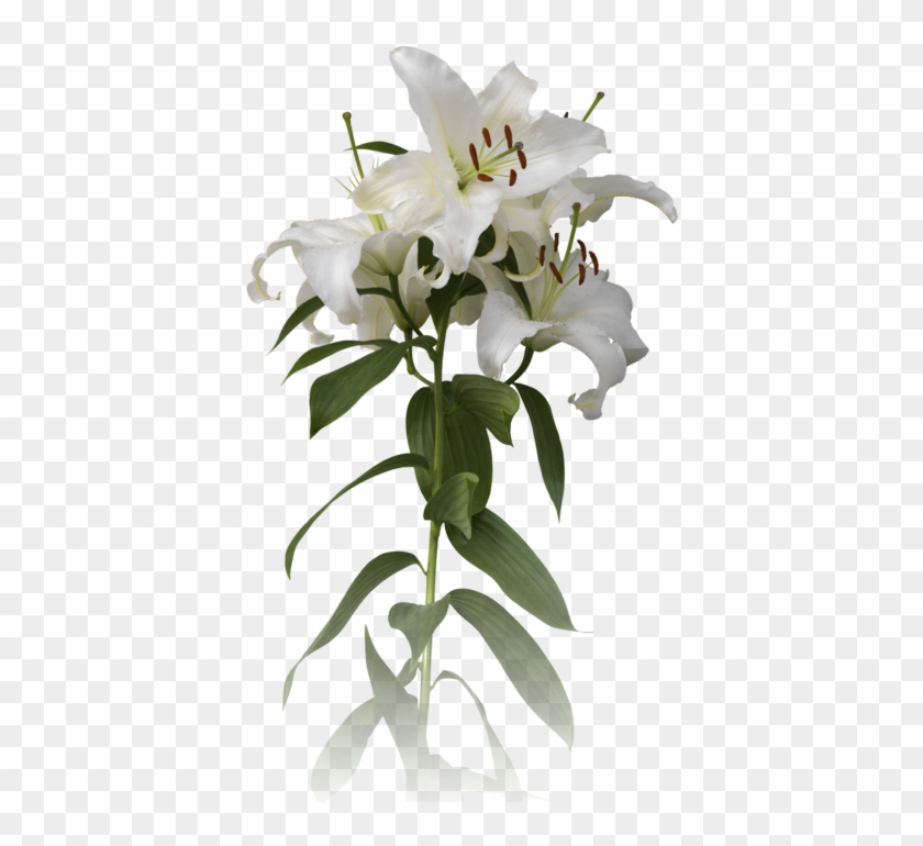 Once Again We Are Planning To Host A Seder At Our Home - Bougainvillea #1204593