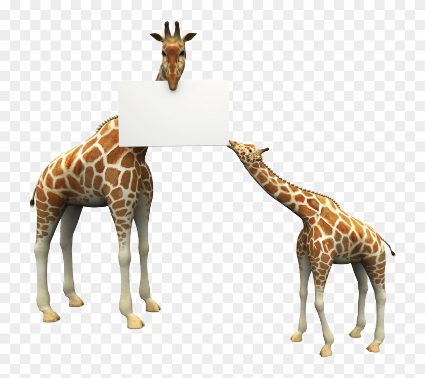 Giraffe #1204658