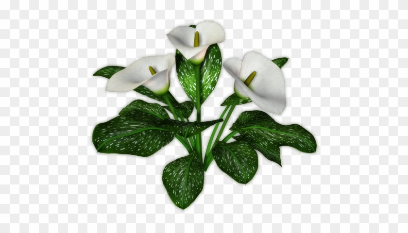 Calla - Calla Png #1204672