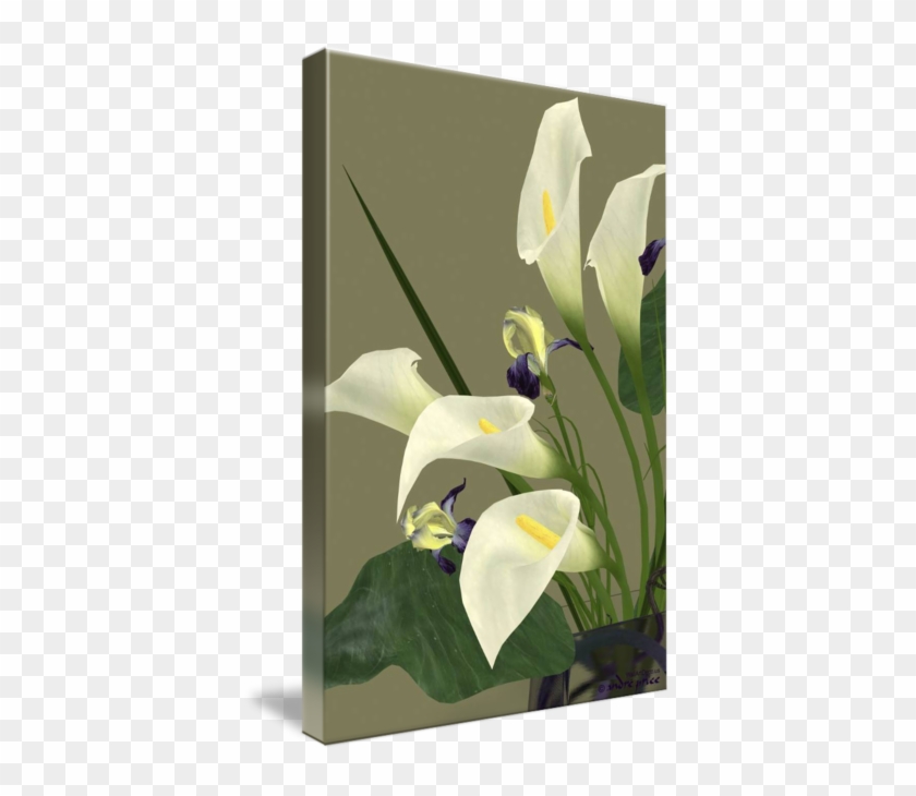 Arum #1204682