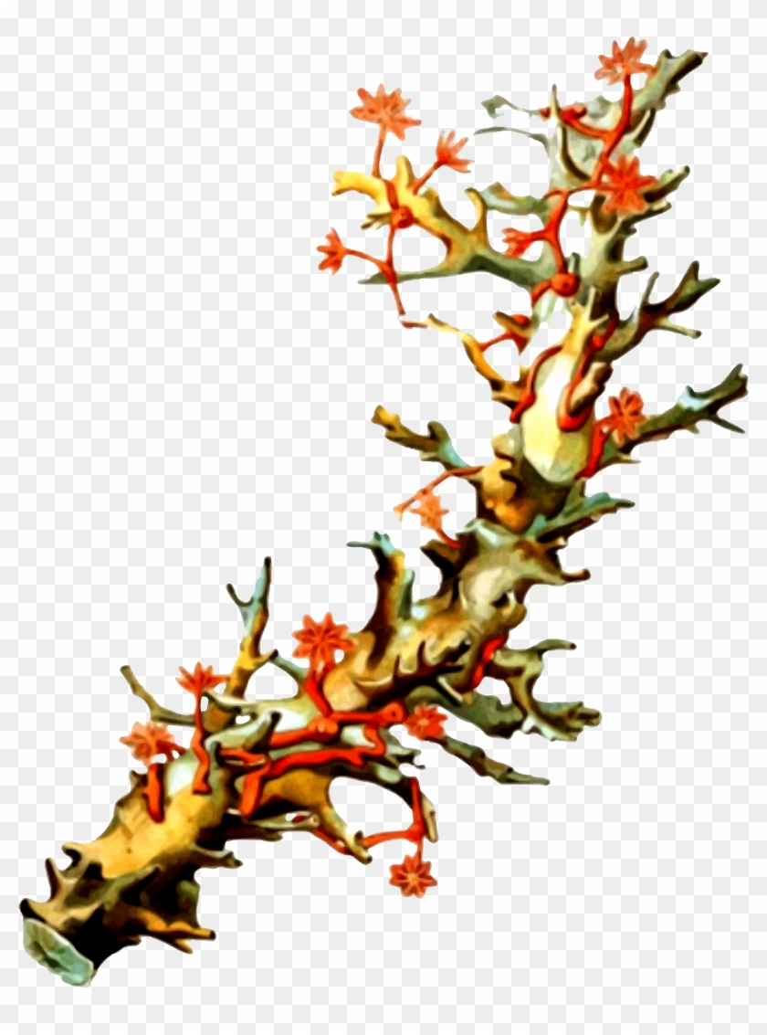Clipart Coral - Reef: A Passionate History: The Great Barrier Reef #1205371