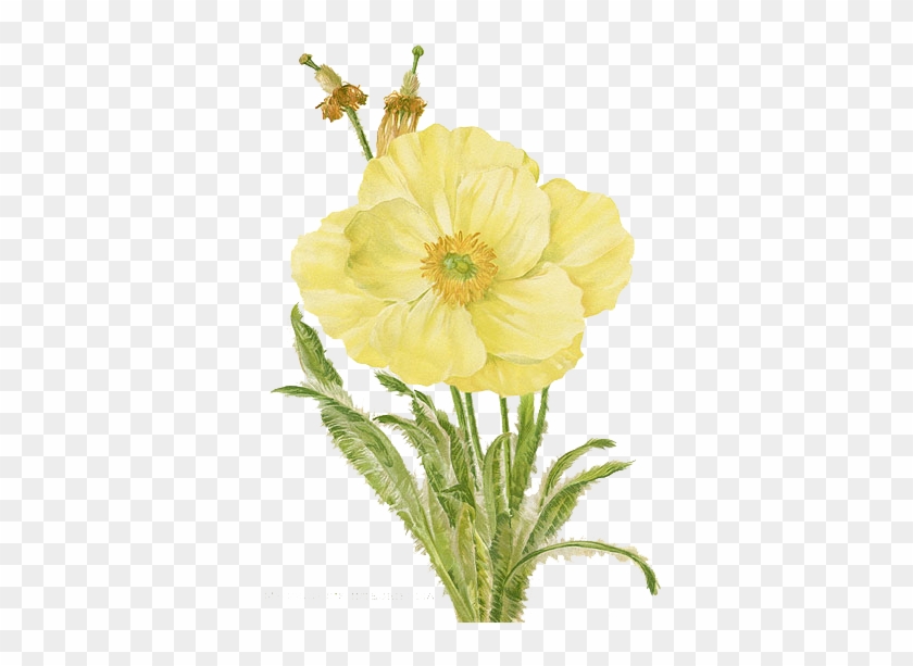 Flower Png By 384321869 - Buy Enlarge 0-587-03635-4p20x30 Meconopsis Integrifolia- #1206975