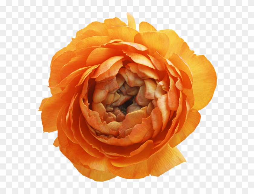Holliewood Sweetshoppe Flower1 - Mother And Son United In The Dance Of Poetry: Mother #1207228