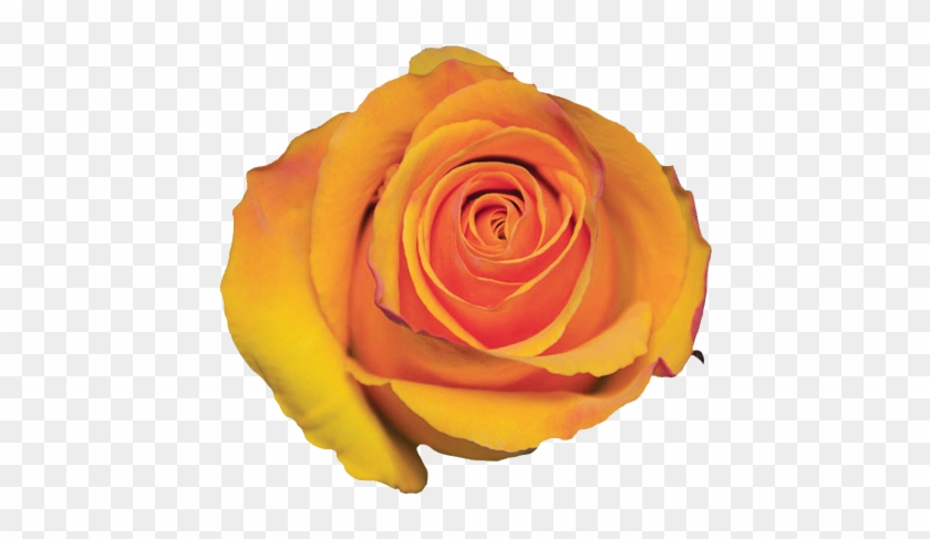 Floribunda #1207244