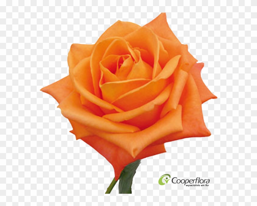 Rosa Voodoo - Rosa Cor Laranja #1207249