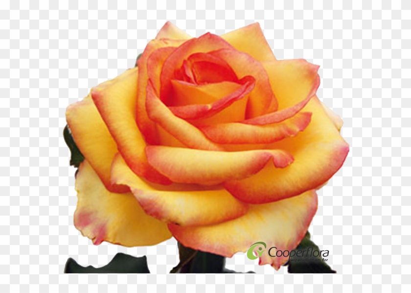 Rosa Ambiance - Floriculture #1207265