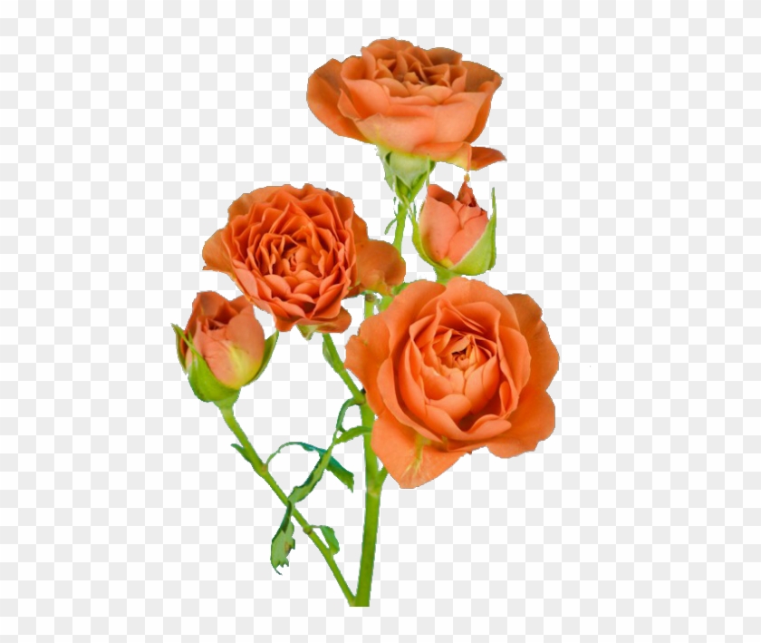 Rose #1207294