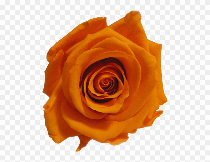 Journée Internationale De La Femme - Floribunda #1207297