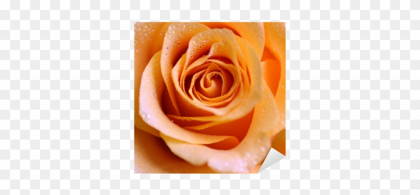 Floribunda #1207299