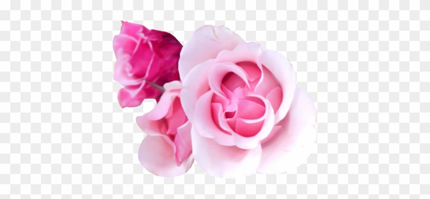 Pink Rose Png Pink Rose - Frameless Rose Arabic Numeral Quiet Round Wall Clock #1207301