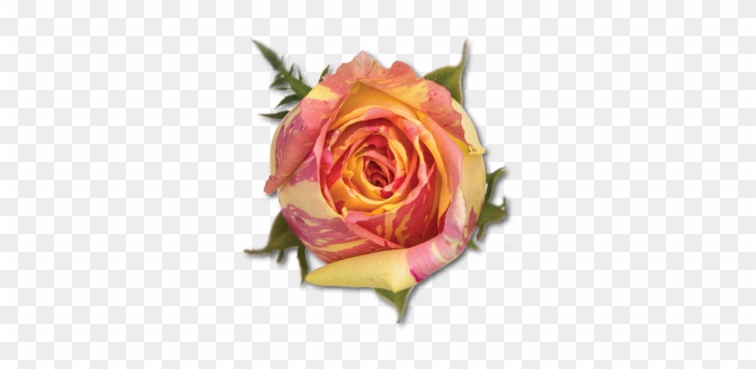فیستا - Floribunda #1207318