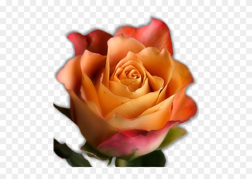 Floribunda #1207320