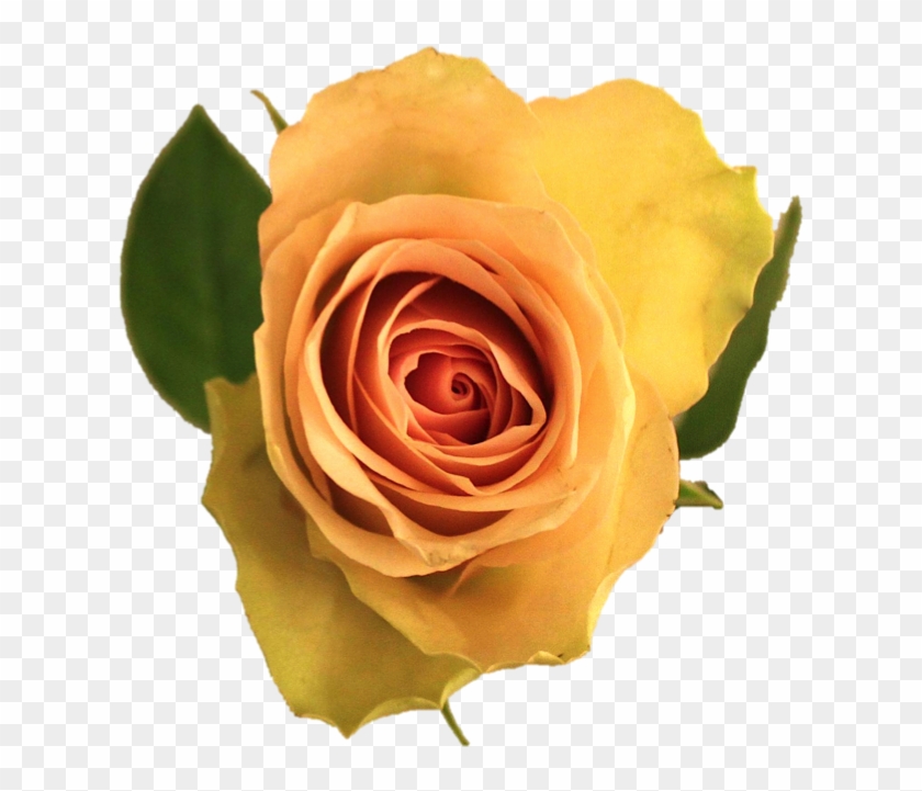 La Belle - Floribunda #1207344
