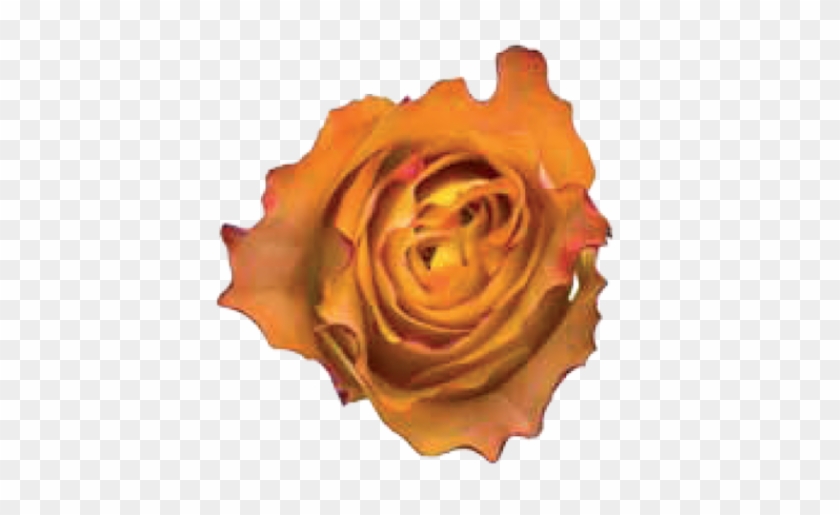 Tweet - Garden Roses #1207348