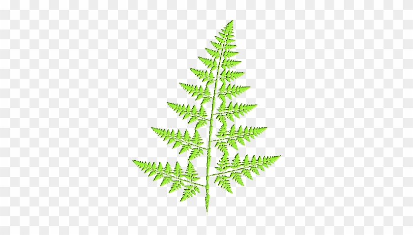 Fern - Fern Graphic #1207735