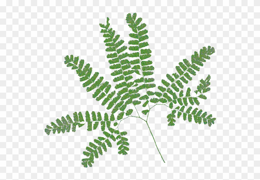 Adiantum Pedatum #1207775