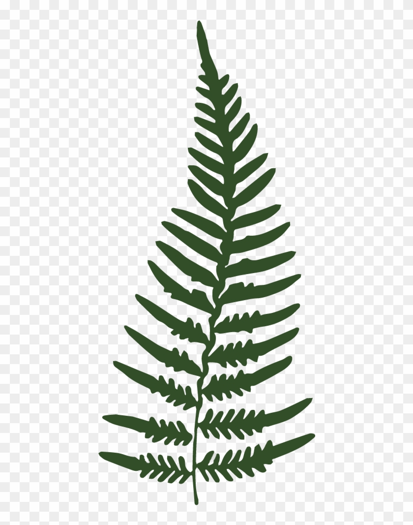   Fern Leaf Transparent #1207783