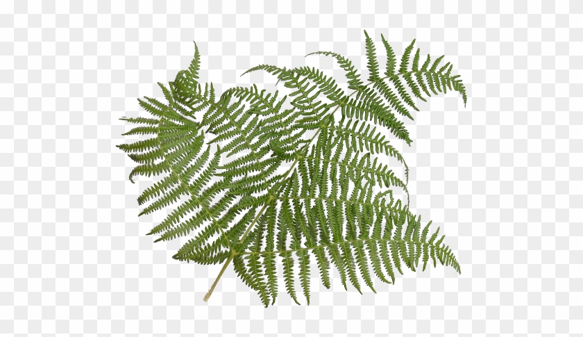 Source - Images - Bzflag - Org - Report - Fern Leaf - Fern Leaf #1207789