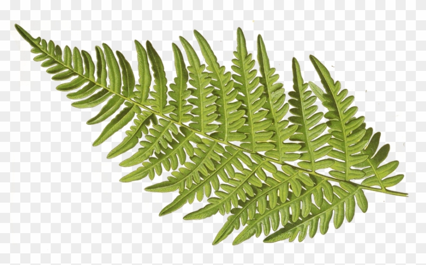 Antidotes - Wexford Home 'botanical Plate Xxii' Canvas Wall Art, #1207830