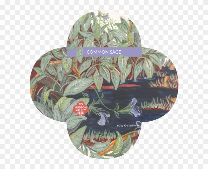 Common Sage Herb Perennial Plant Portable Network Graphics - Portable Network Graphics #1207878