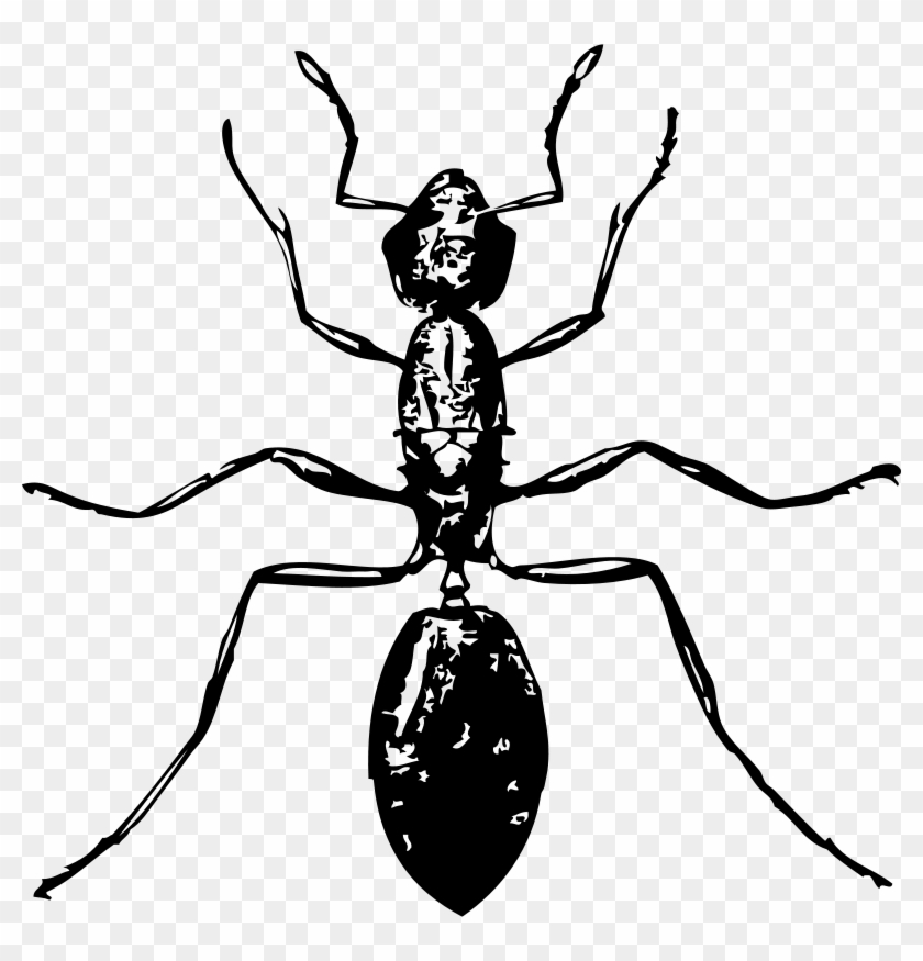 Free Ant - Insect Black And White #1209637