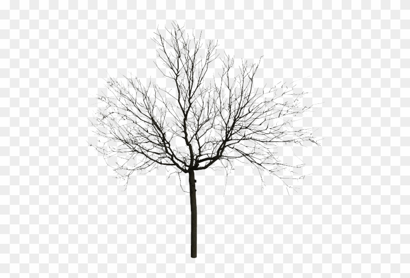 45 Tree Silhouettes Png Transparent Background - Illustration #1210566