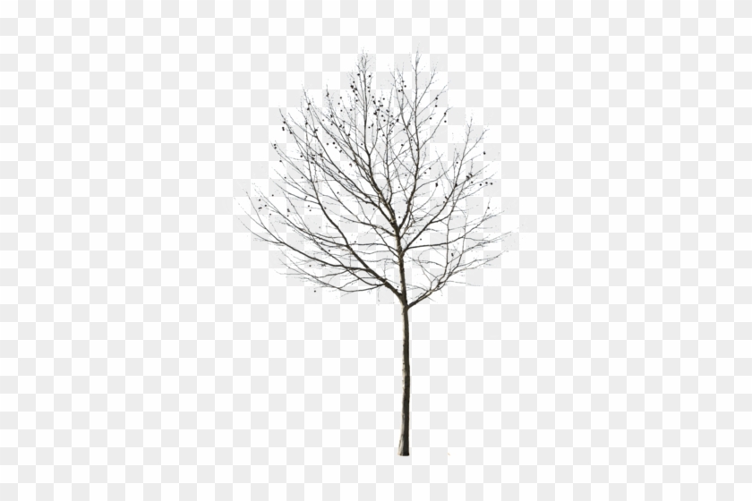 Deciduous Tree Winter Ii - Tree Winter Cutout #1210576