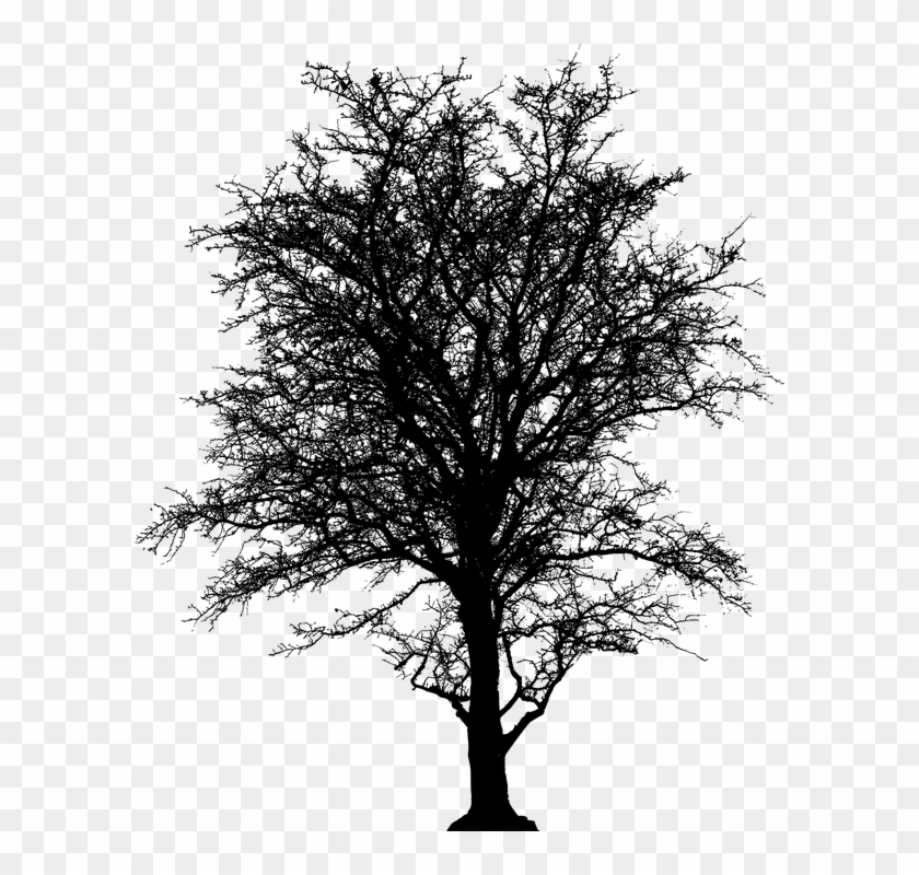 Leafless, Tree, Barren, Plant, Silhouette, Ecology - 5'x7'area Rug #1210764
