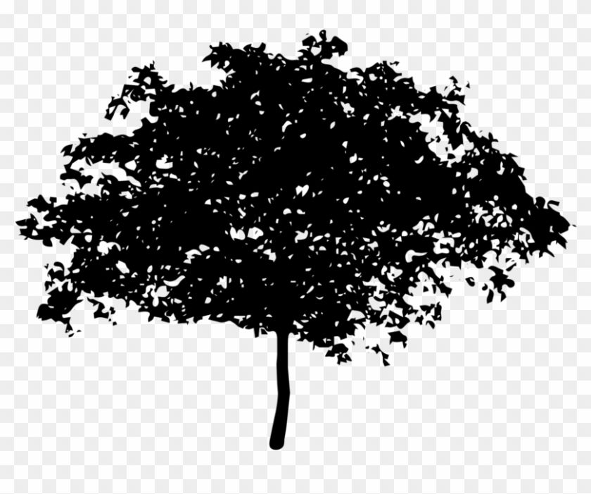 Tree - Tree Silhouette Transparent Background Png #1210842