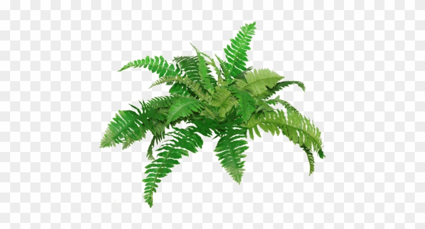 Fancy Picture Of A Red Fern Index Of Sid Aw Textures - Transparent Background Fern Clipart #1211289