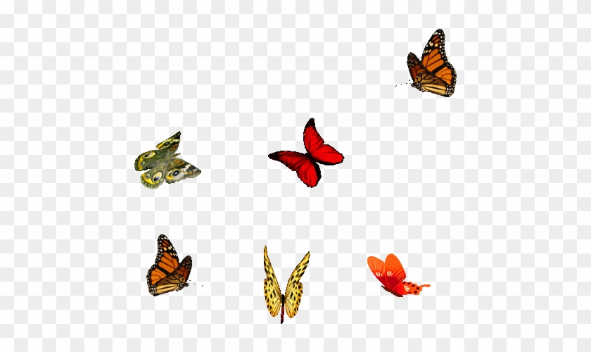 Butterflies - A And A #1212272