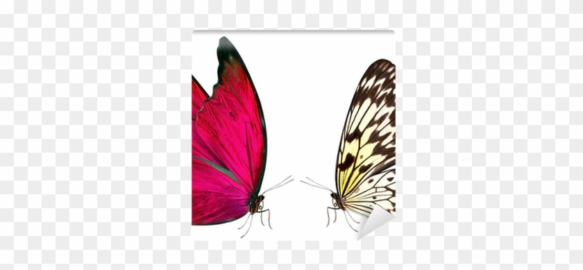 Butterfly #1212277