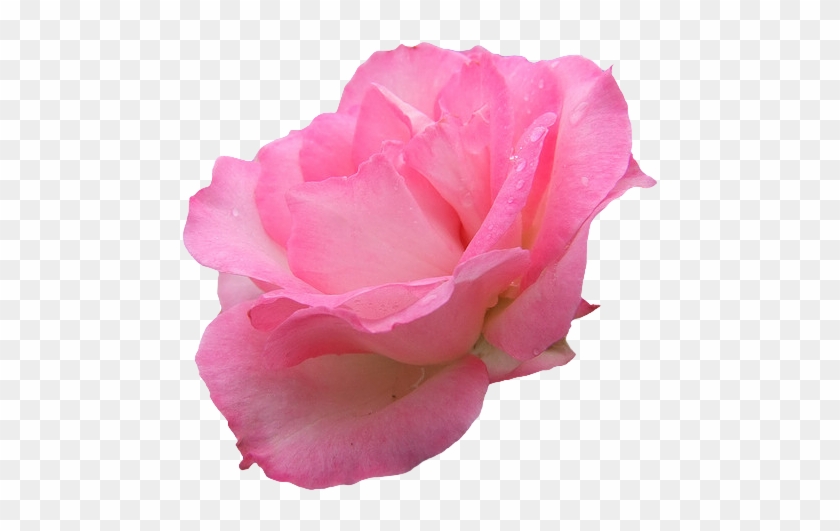 Rosettransparent #1213883