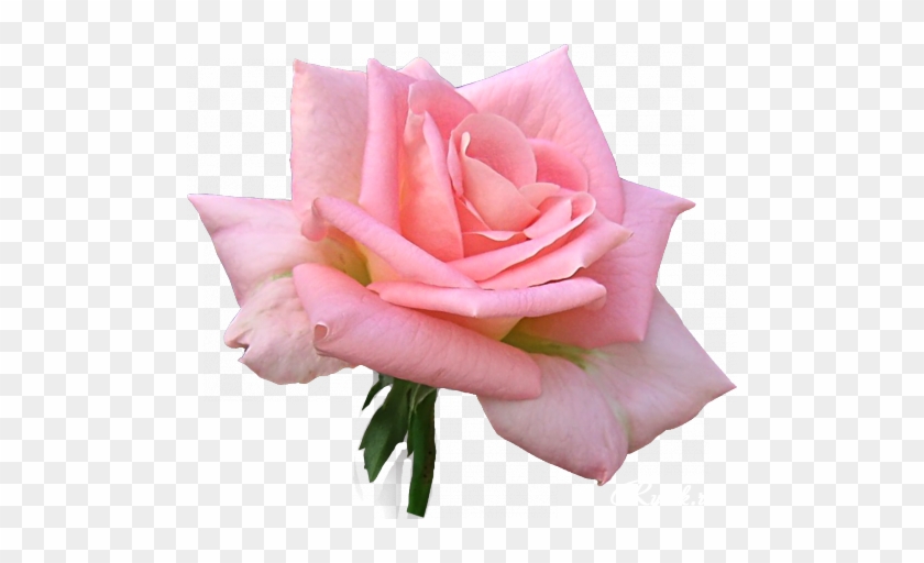 Rose Bunch Pink Free Vector Graphic On Pixabay,flower - Roses #1213907