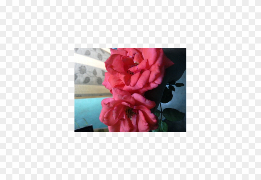 Shreya Mehto - Hybrid Tea Rose #1213931