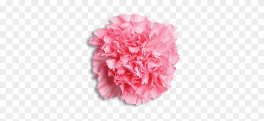 Gamma Phi Beta Flower - Carnation Gamma Phi Beta #1213947