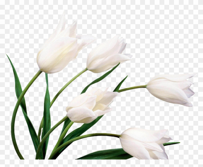 Tuplen - Flowers Pics With White Background #1214508
