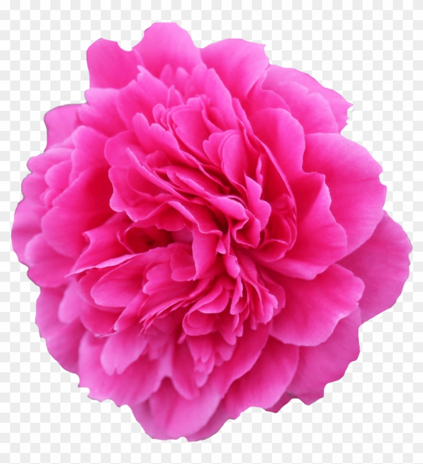 Flower #1214689