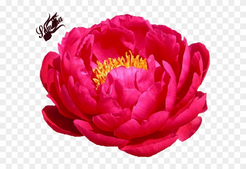 Пионы - Peony Raspberry Charm #1214707