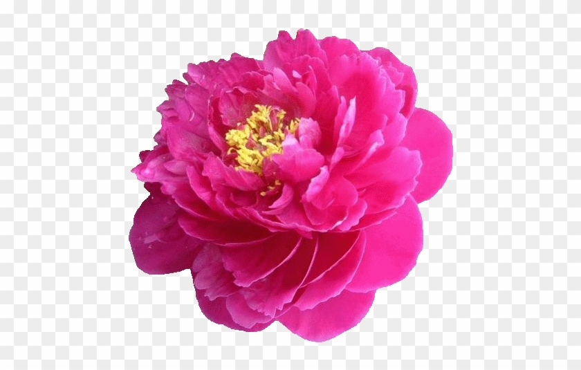 【免抠png素材篇】牡丹花png免抠图素材- 浪漫 - Red Purple Flowers Png #1214712