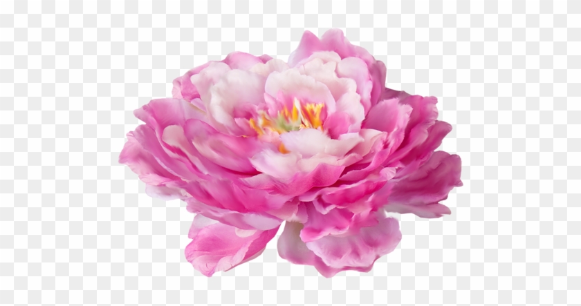 Png Bee Bluelove El47 Bee Bluelove El48 - Rose #1214724