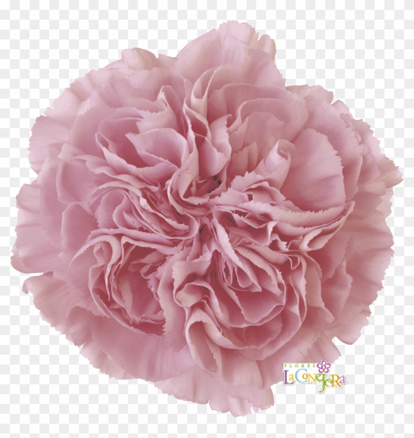 Montezuma - Pink Pom Pom Flower #1214744