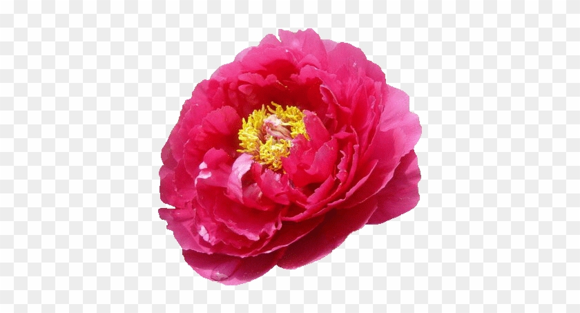 【免抠png素材篇】牡丹花png免抠图素材- 浪漫 - Chinese Peony #1214768
