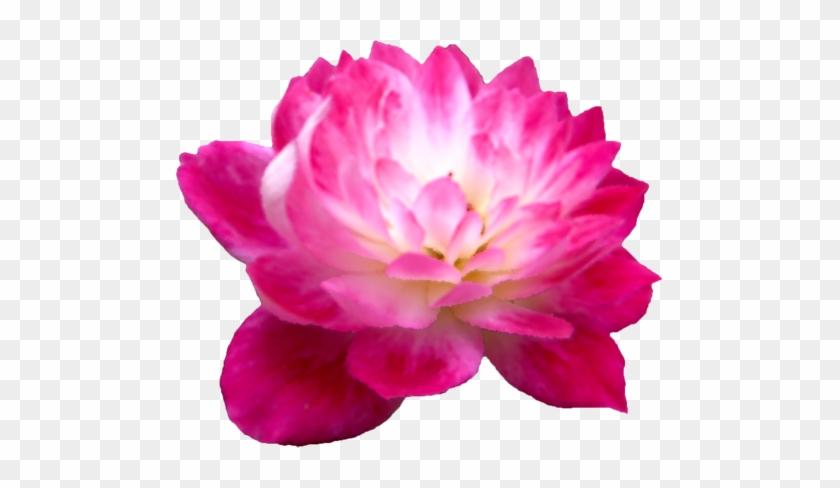 バラの花 - 花 写真 切り抜き 素材 無料 #1214800