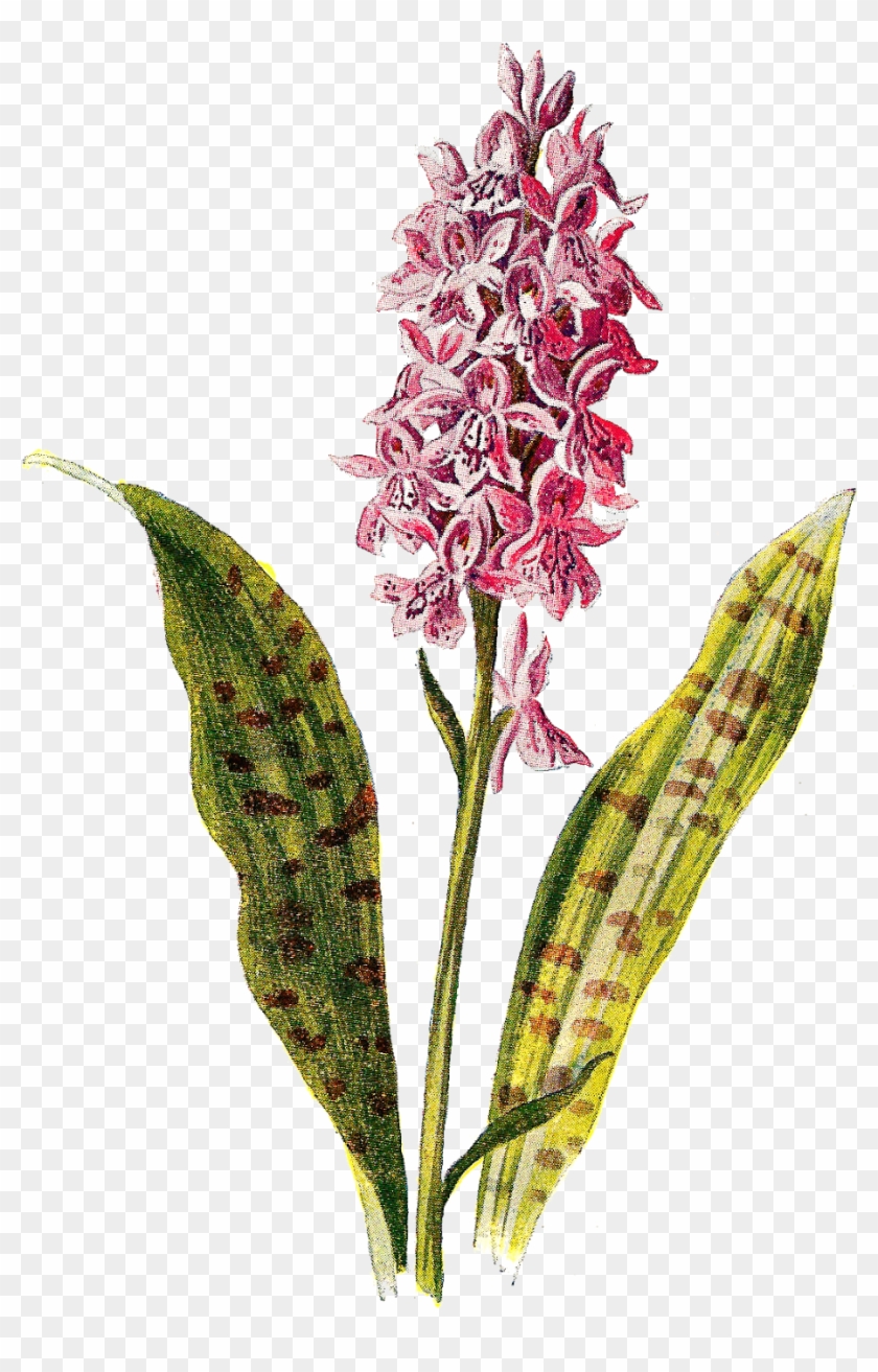 Spotted Orchid Clip Art - Vintage 1902 Spotted Orchid Pink Flower Orchids Wristlet, #1215035