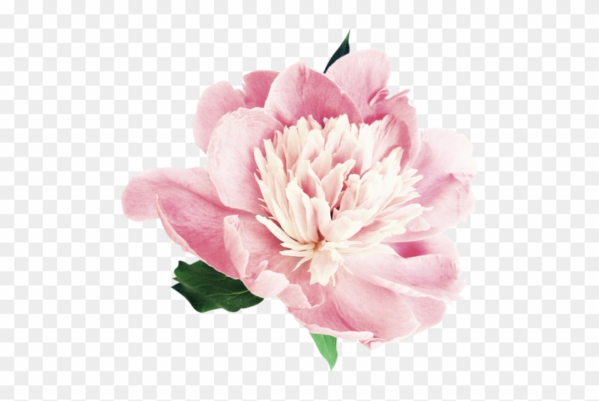 Common Peony #1216817