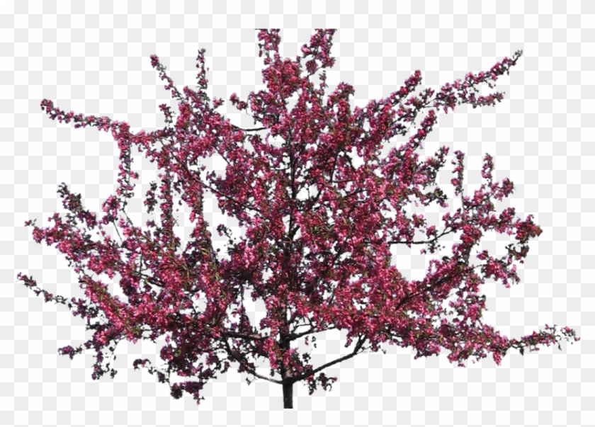 Crab Apple Tree Transparent Background - Crab Apple Tree #1217012
