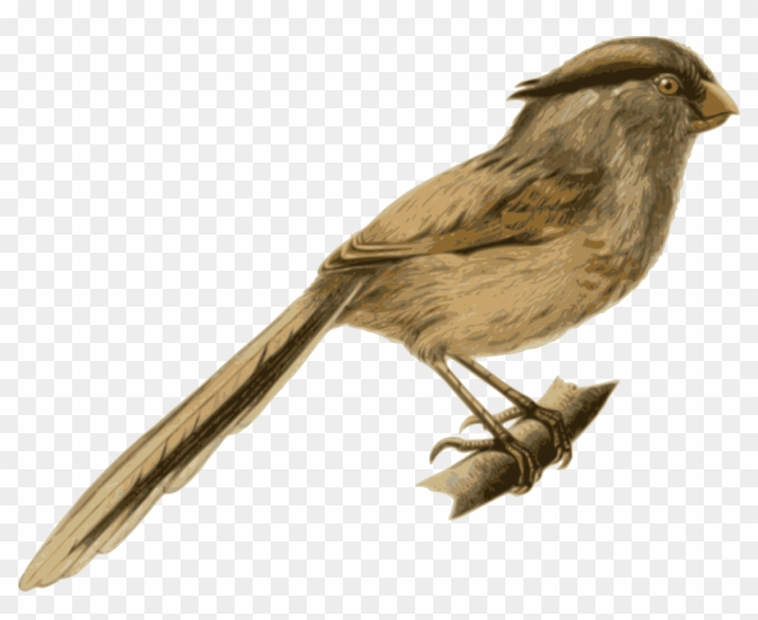 Bird - Bird #1217107
