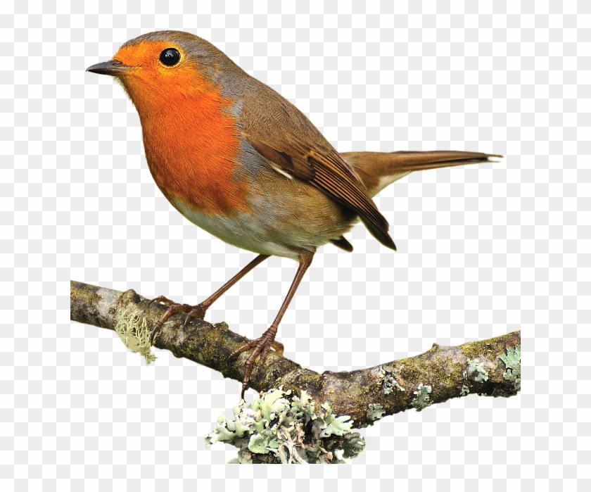 European Robin - Rotkehlchen Png #1217117